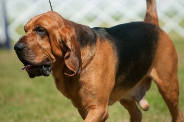 bloodhound walking in a park