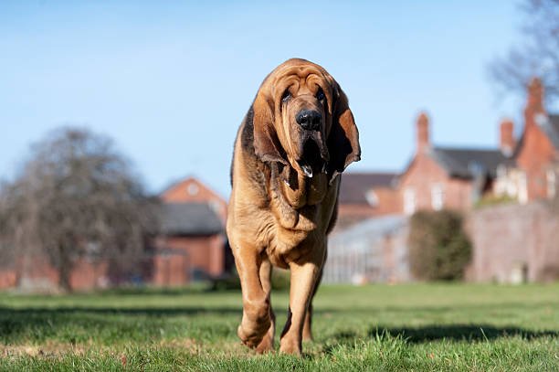 very large bloodhound guarding his property