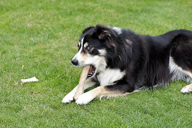 Border collie gnawing on a chew bone