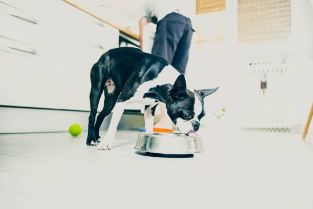 Boston terrier eating in the kitchen