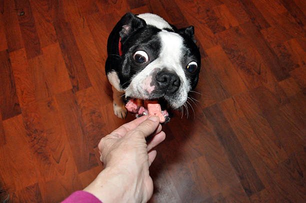 Wide eyed Boston Terrier eats dog biscuit from human hand