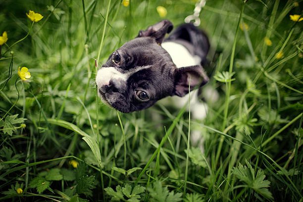 boston terrier inside a garden