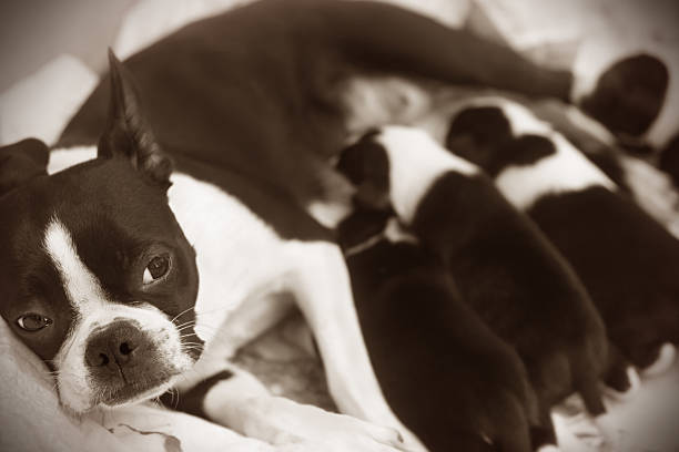 Tired Boston Terrier nursing her newborn pups.