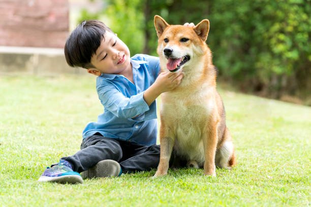 A boy is sitting with a Shiba Inu in the grass.