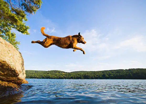 chesapeake bay retriever diving inside a river.  Little Squam Lake, Ashland, New Hampshire, USA