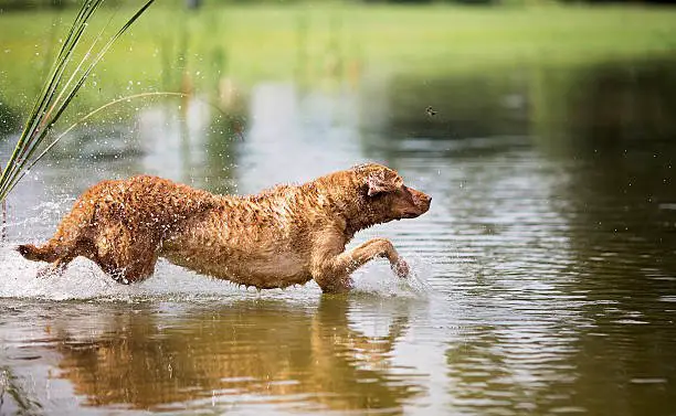 A young Chesapeake Bay Retriever leaping in a body of water.