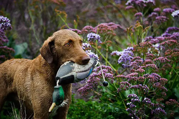 chesapeake bay retriever with bird in mouth