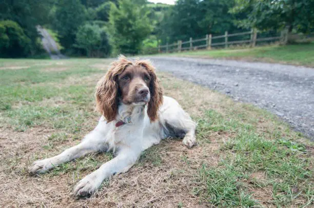 A cute English Springer Spaniel with funny centre part hairstyle laying on the grass, Devon, England