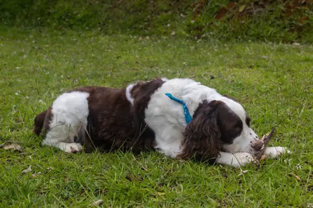 In the park, a english springer spaniel dog is lying down and playing with a wooden stick. Senior dog