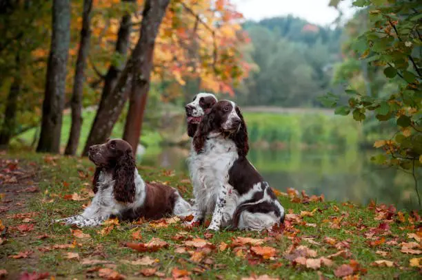 Three English Springer Spaniels Sitting on the grass. Autumn Background