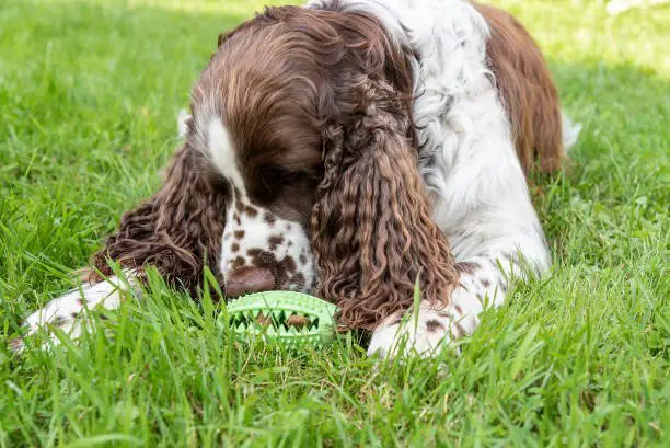 Cute white and brown English Springer Spaniel dog smells chewing toy with snacks lying on grass lawn in sunny green park closeup