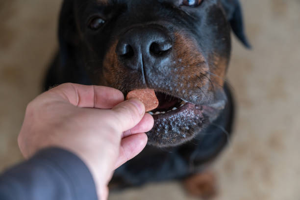 how much to feed a 50 lb rottweiler