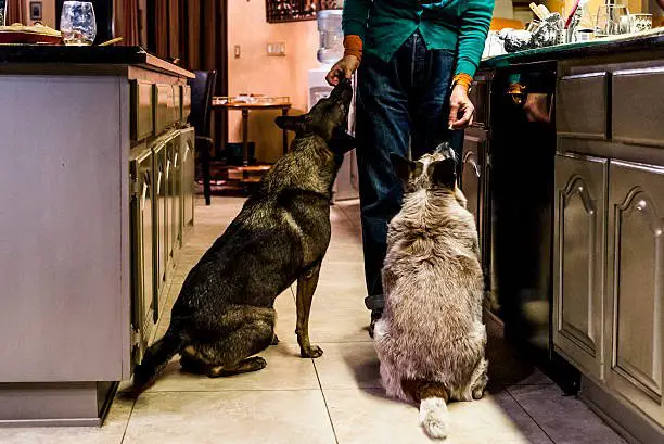 Two Dogs sitting in a kitchen being fed scraps from un unidentified human