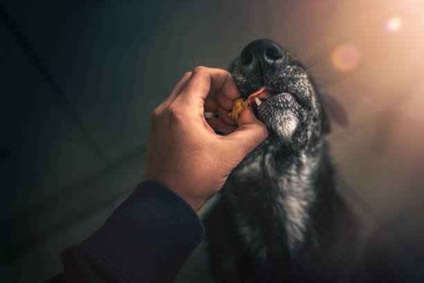 young australian shepherd dog puppy pet with big eyes eating delicious food given to him by person