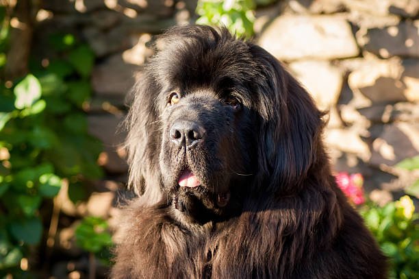 The head and shoulders of a Newfoundland dog in front of a stone wall