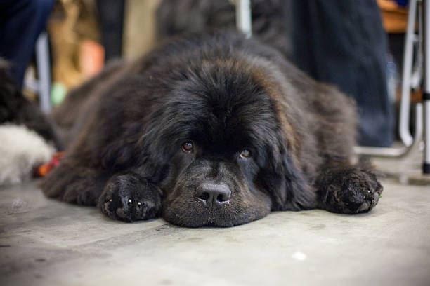 newfoundland dog on the couch