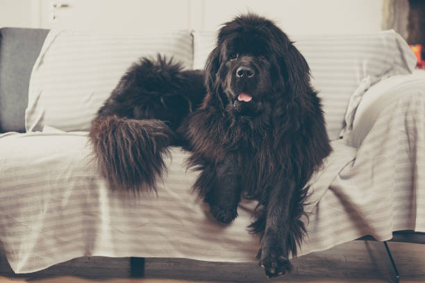 Newfoundland dog at home is laid out on the sofa.