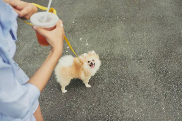 Woman drinking iced-tea and walking with dog on a leash