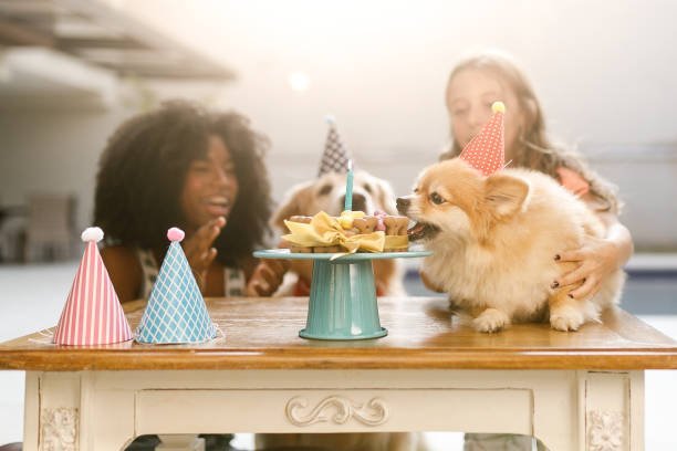 pomeranian birthday party with humans