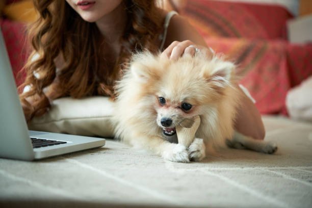 Adorable fluffy pomeranian spitz chewing his toy when his owner is patting him