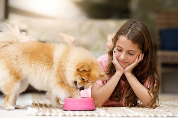 pomeranian eating from a dog pink bowl