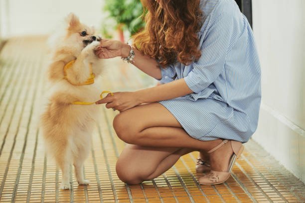 Fluffy Pomeranian spitz playing with her female owner