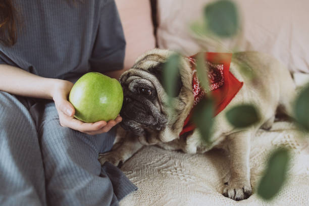 Pug lying on the couch sniffing a green apple held by children's hands.