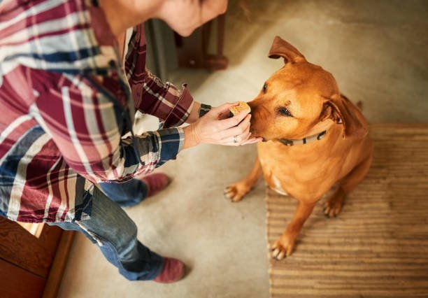 Woman giving a treat to her rhodesian ridgeback at home