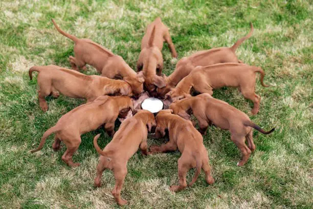 Rhodesian ridgeback puppies eating from bowl outdoors