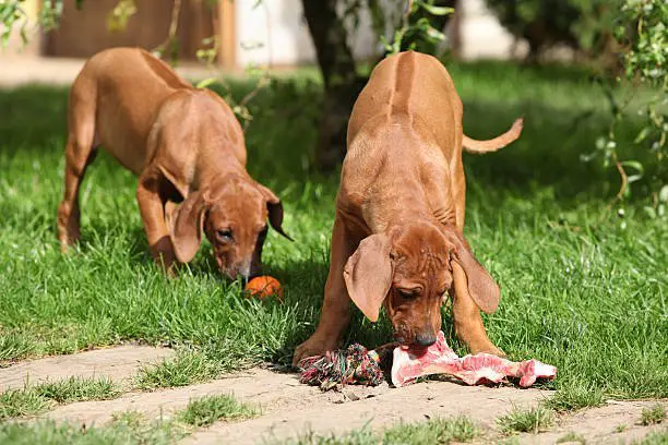 Rhodesian ridgeback Puppies with fresh bone in the garden