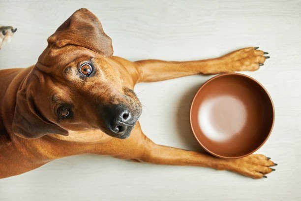 Hungry rhodesian ridgeback with empty bowl waiting for feeding, looking at camera, top view