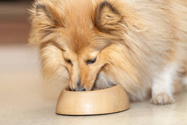 Shetland sheepdog eats food from a food bowl