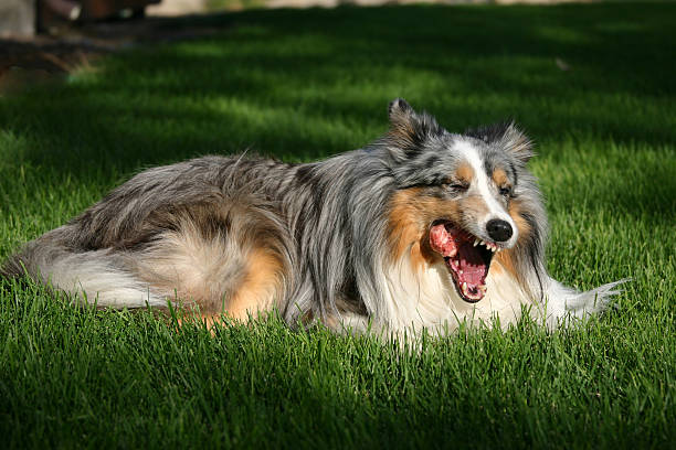 shetland sheepdog eating raw chicken.