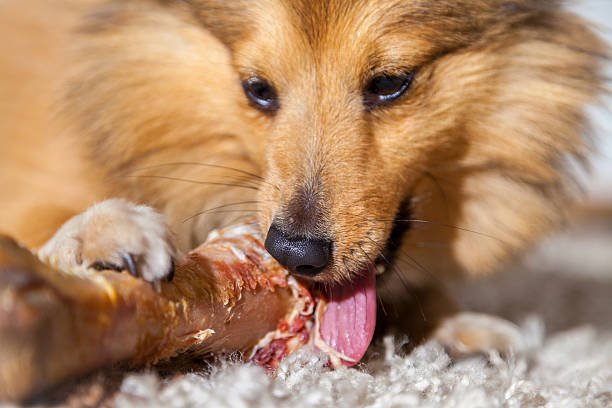 Shetland Sheepdog chews a pig bone