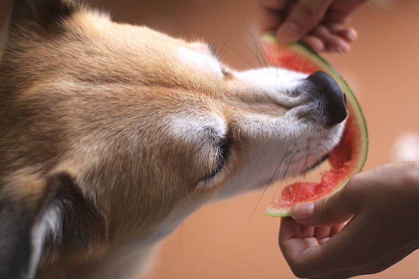 shiba inu eats a watermelon