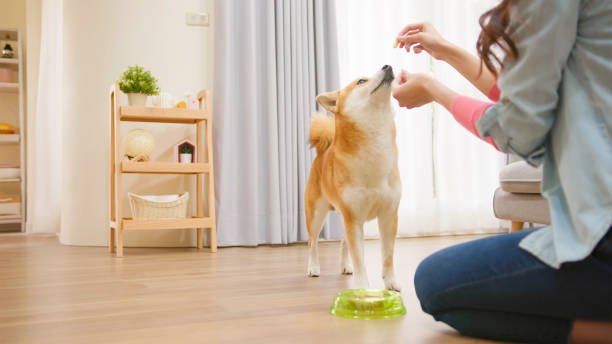 rear view of asian young woman feeding shiba inu with bowl in the living room