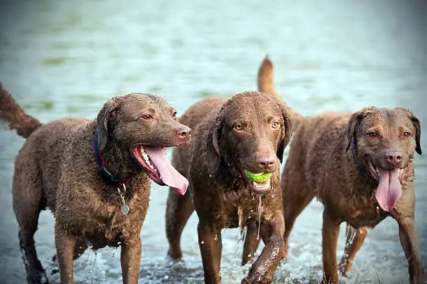 Three Chesapeake Bay Retrievers playing fetch in a body of water.