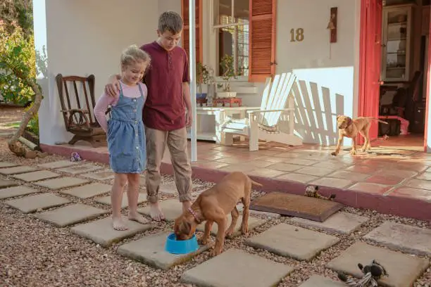 Happy kids feeding their two dogs outside in the backyard. Sibling sister and brother learning to be responsible by caring for pets at home. Little girl and boy caring for purebred ridgeback puppies