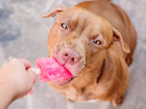 Lovable, pretty brown puppy and bright, delicious ice cream. Closeup, indoors. Pet care concept