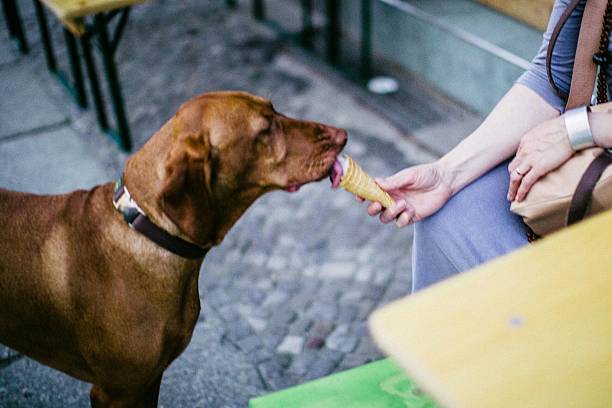 woman feeding vizsla dog ice cream