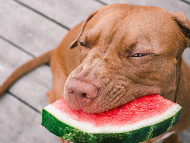 Lovable, pretty puppy of chocolate color. Close-up, outdoor. Day light. Animals and fashion. Concept of care, education, obedience training, raising pets