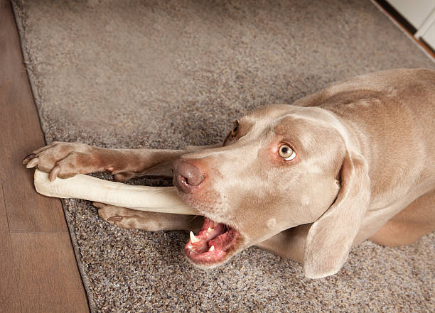 A Weimaraner breed dog at home laying down on the carpet and chewing on a rawhide bone.