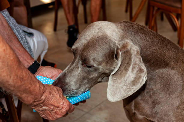 A male arm is holding a blue white polka dot napkin where, a weimaraner dog is eating. Itapevi, São Paulo state , Brazil