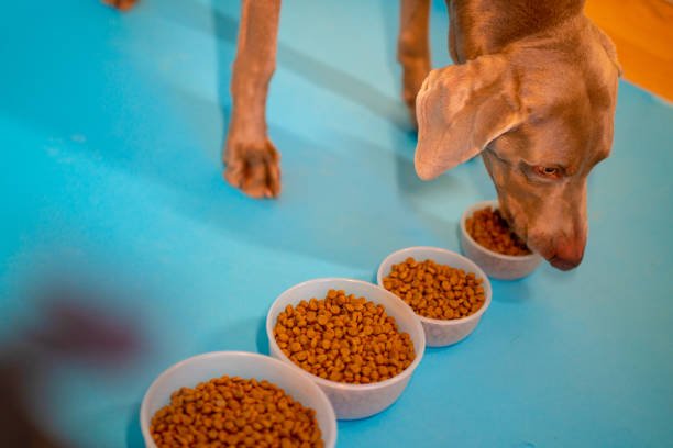 Weimaraner dog eats from different bowls, several bowls of different sizes, different amounts of food for the dog.