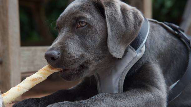 weimaraner eating food