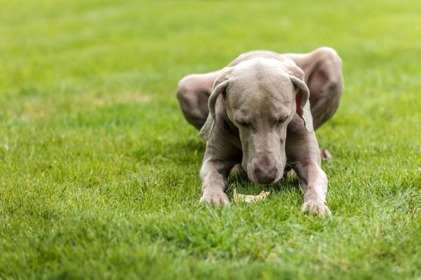 Weimaraner dog breed in an outdoor. Big dog on a green field eats a dried snack. Dog with bone chewing