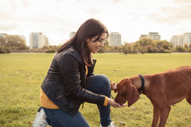 woman feeding vizsla dog in the field