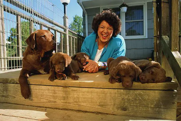 chesapeake bay retrievers with woman