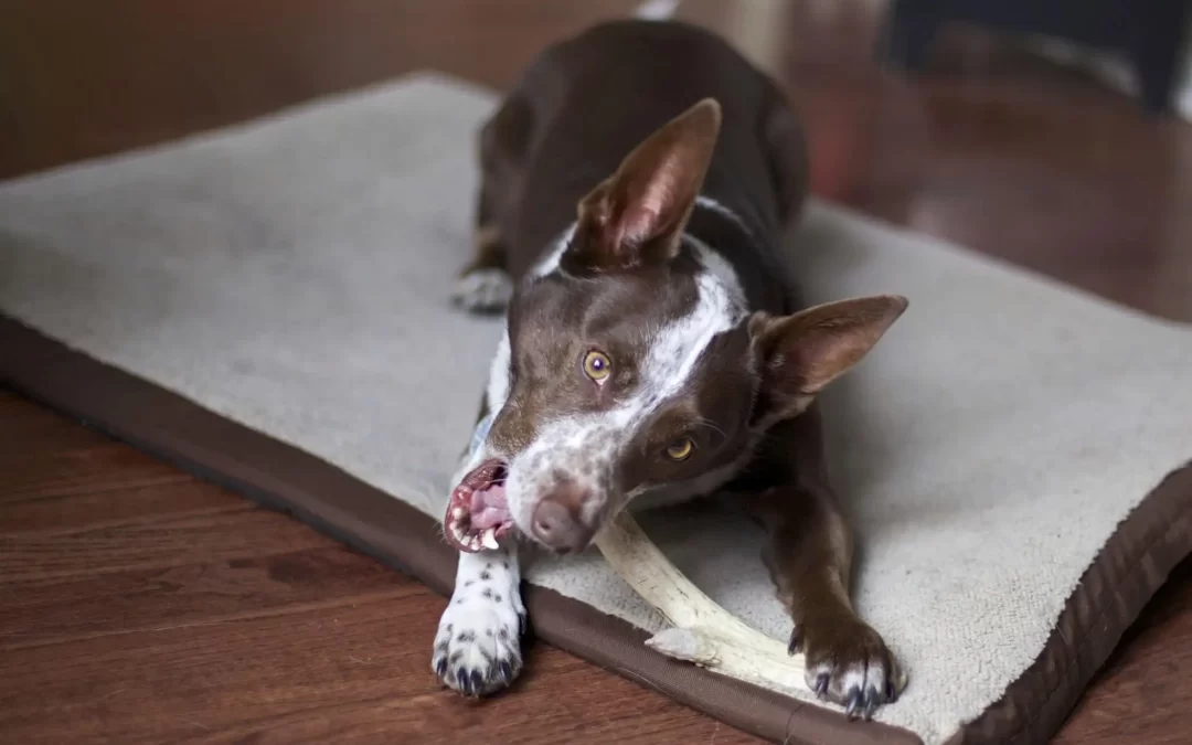 75 Human Foods, Vegs & Fruits Australian Cattle Dogs Can Eat (and 25 To Avoid )