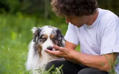 75 Human Foods, Vegs & Fruits Australian Shepherds Can Eat (and 25 To Avoid )